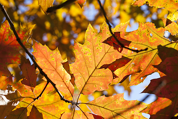 Image showing forest autumn oak