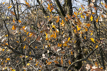 Image showing oak autumn