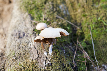 Image showing mushroom parasite