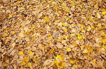 Image showing dull maple leaves falling to the ground