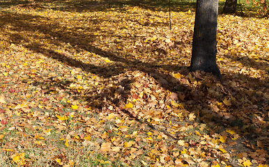 Image showing foliage in the park