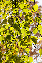 Image showing foliage birch autumn