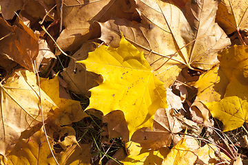 Image showing fallen maple leaf