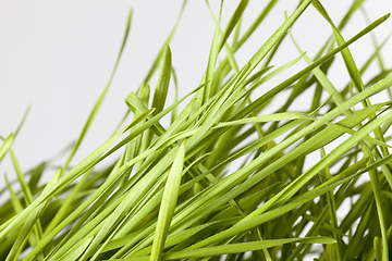 Image showing Young sprouts of wheat