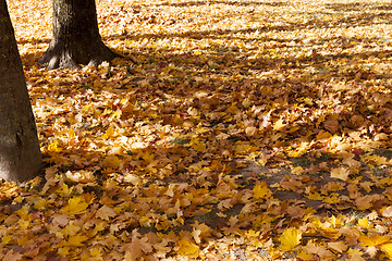 Image showing Sunny weather in the park