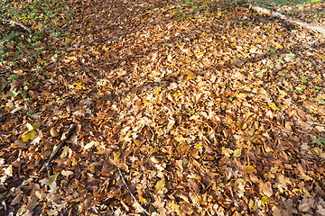 Image showing fallen yellow and orange foliage