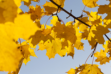 Image showing maple foliage