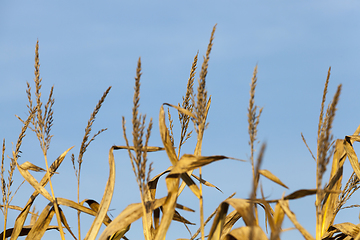 Image showing autumn corn field