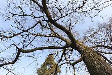 Image showing tall old trees