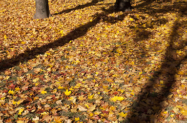 Image showing Sunny weather in the park