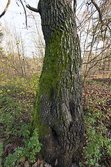 Image showing tall old trees