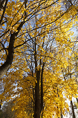 Image showing Mixed forest , fall foliage