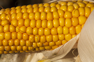 Image showing corn grain