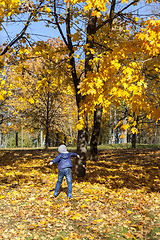 Image showing boy foliage park fall