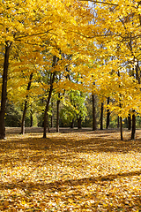 Image showing Mixed forest , fall foliage