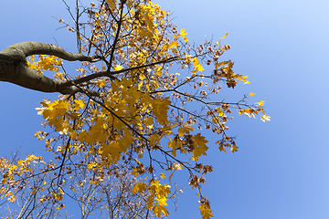 Image showing autumn season