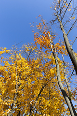 Image showing autumn season