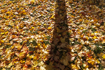 Image showing shade tree