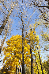Image showing trees in the autumn season