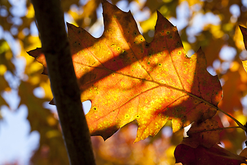 Image showing leaves of an oak