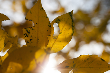 Image showing yellow foliage