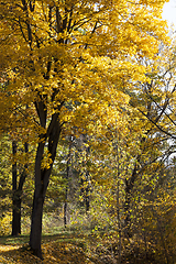 Image showing Mixed forest , fall foliage