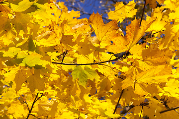 Image showing maple foliage