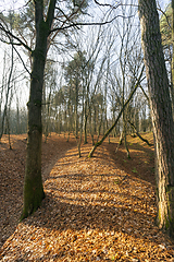 Image showing Autumn trees