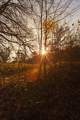 Image showing glowing through the trees in the forest Orange sun, autumn season, sunset or sunrise, landscape