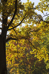 Image showing forest autumn oak