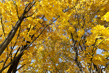 Image showing forest tree autumn