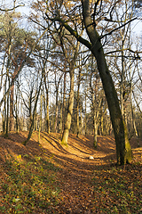 Image showing Autumn trees