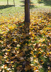 Image showing tree trunk in autumn