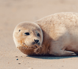 Image showing Young atlantic Grey Seal portrait