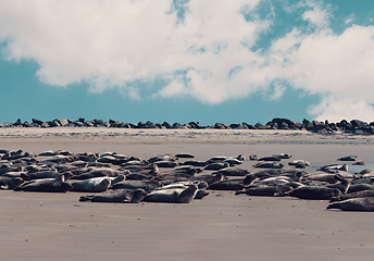 Image showing Young atlantic Harbor seal, Helgoland Germany