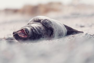 Image showing Young atlantic Harbor seal, Helgoland Germany