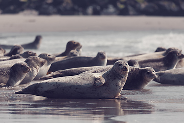 Image showing Harbor seal, Helgoland Germany