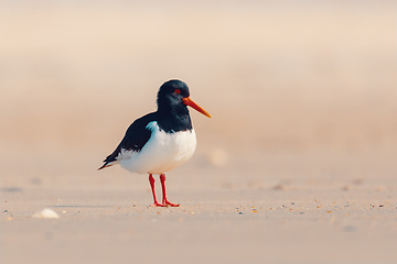 Image showing bird Eurasian oystercatcher, Haematopus ostralegus