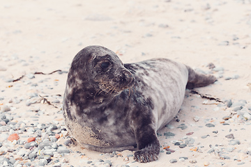 Image showing Young atlantic Harbor seal, Helgoland Germany