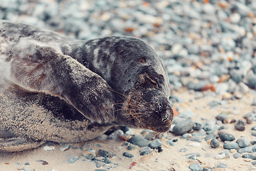 Image showing Young atlantic Harbor seal, Helgoland Germany