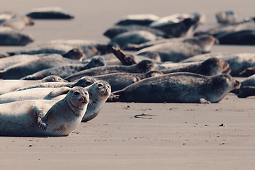 Image showing Harbor seal, Helgoland Germany