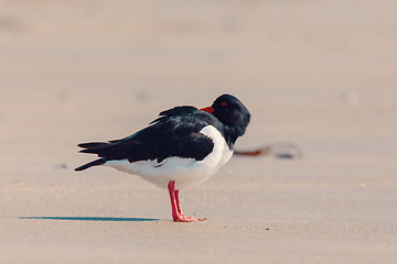 Image showing bird Eurasian oystercatcher, Haematopus ostralegus