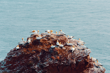 Image showing northern gannet sitting on the nest