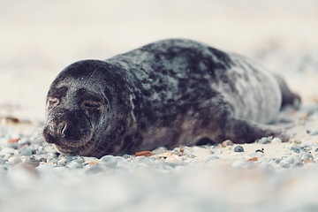 Image showing Young atlantic Harbor seal, Helgoland Germany