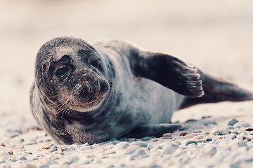 Image showing Young atlantic Harbor seal, Helgoland Germany