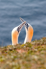 Image showing northern gannet, Helgoland Germany