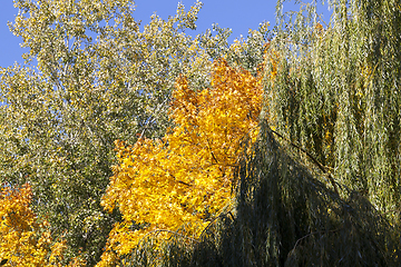 Image showing orange maple willow