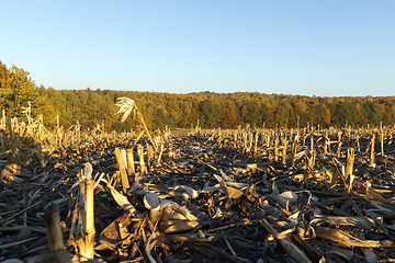 Image showing corn row row