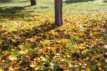 Image showing tree trunk in autumn