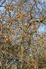 Image showing seeds maple